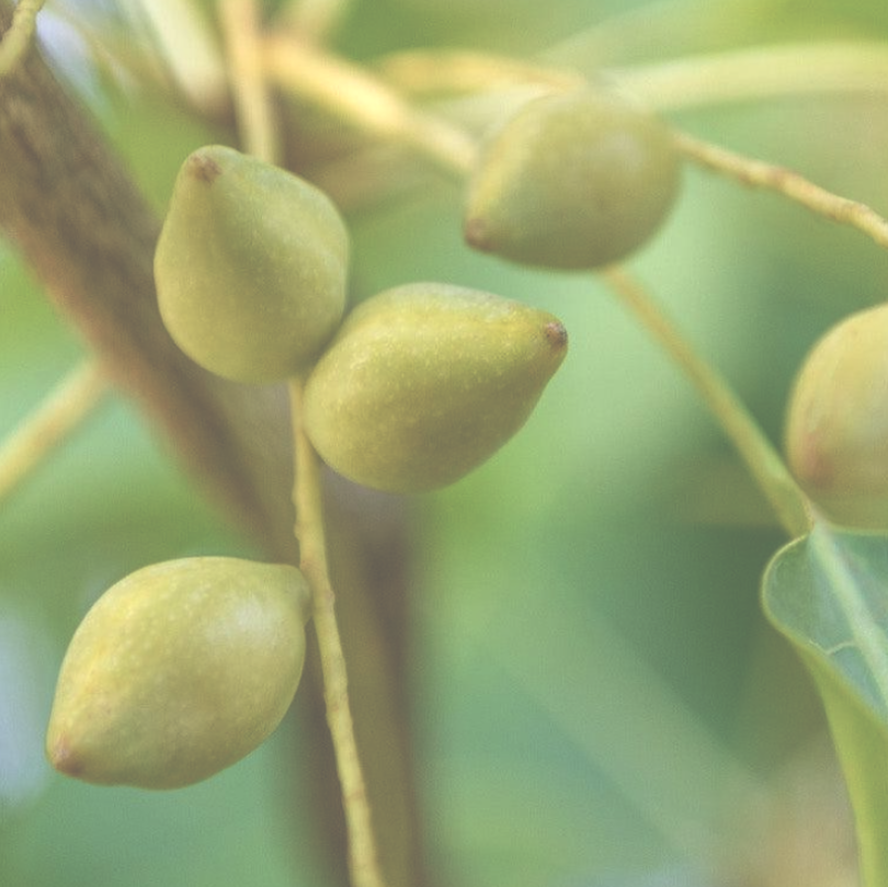 The Power of Kakadu Plum: Australia's Native Superfruit for Healthy, Radiant Skin